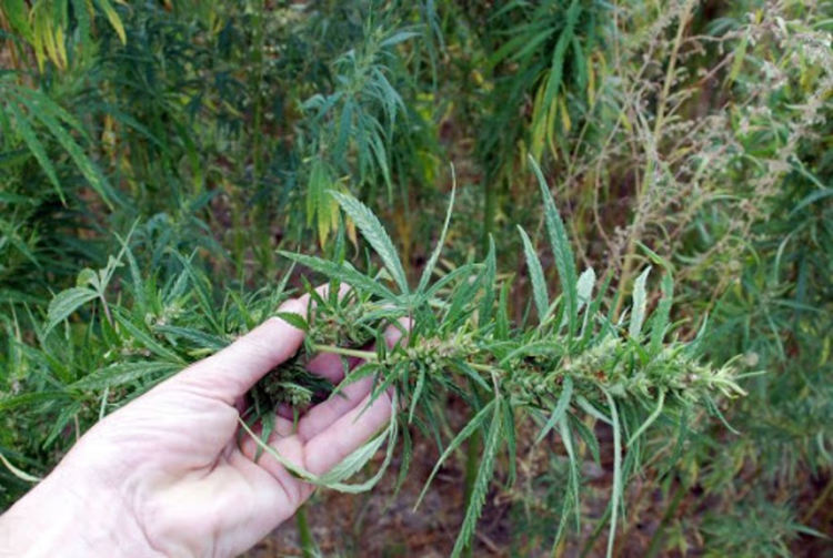 Разкриха високотехнологична оранжерия с канабис в Добрич