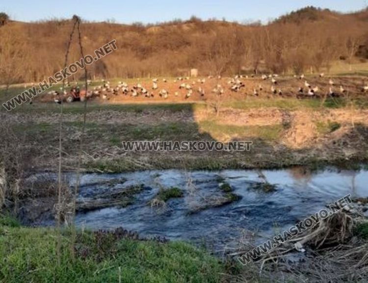 Ято от над 120 щъркела кацна край Жълти бряг