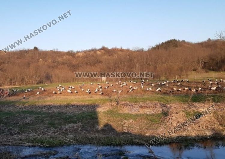 Ято от над 120 щъркела кацна край Жълти бряг