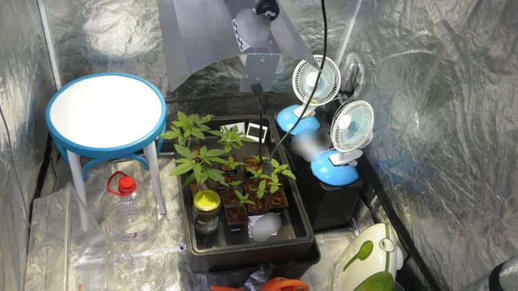 Нидерландци си гледат канабис в село Косарка