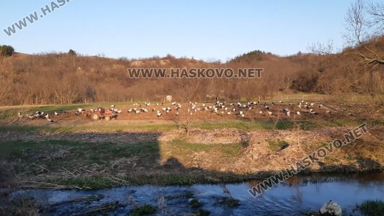 Ято от над 120 щъркела кацна край Жълти бряг