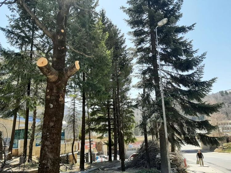 Община Смолян оформя короните на дърветата и храстовата растителност в различни ландшафтни форми