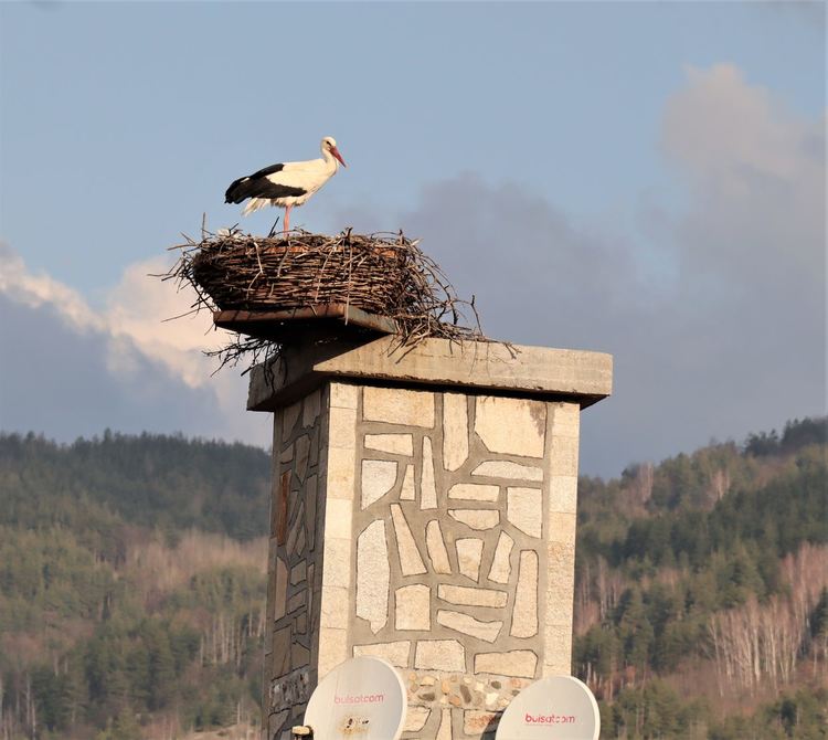 Дойде първият щъркел в град Ардино