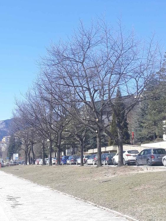 Община Смолян оформя короните на дърветата и храстовата растителност в различни ландшафтни форми