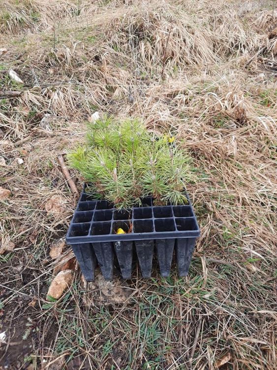 Пожарникари, горски и родопски скаути залесяваха пожарището до Хасовица