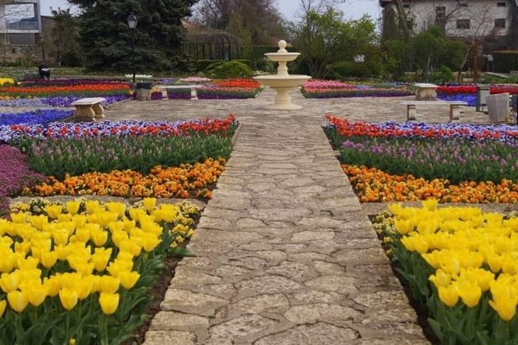 "Оранжевият император" и още шампиони по ранен цъфтеж обагрят ботаническата градина в Балчик