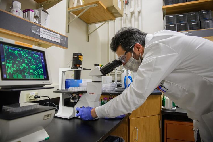 Ковид-19 предизвиква "неочаквана" клетъчна реакция в белите дробове, изненадани учените