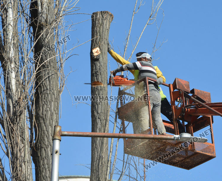 Затвориха част от бул.“България“ до Бизнес центъра заради резитба на тополите