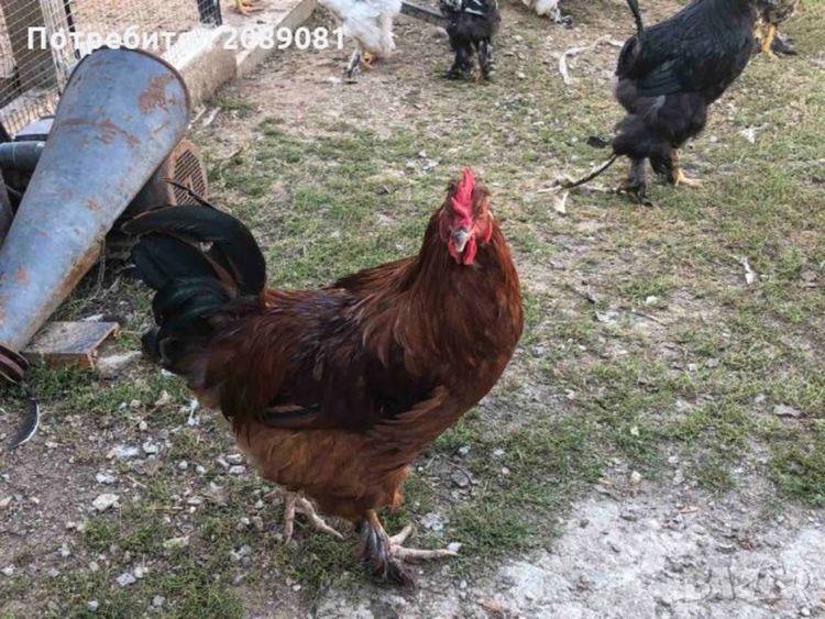 В с.Аламовци,Златоградско гонели чумата с курбан от петли, сега в условия на пандемия се сещат за обичая