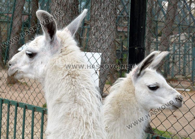 Хасковският зоопарк се сдоби с двойка лами