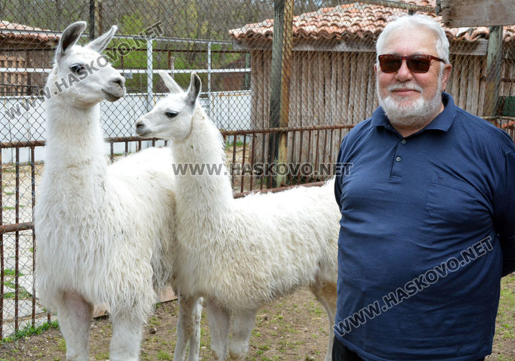 Хасковският зоопарк се сдоби с двойка лами