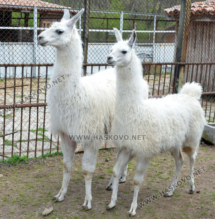 Хасковският зоопарк се сдоби с двойка лами