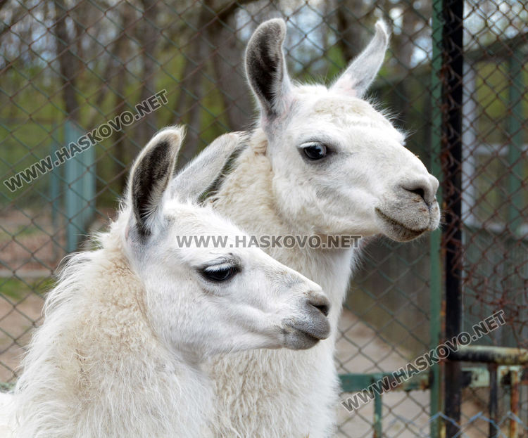 Хасковският зоопарк се сдоби с двойка лами