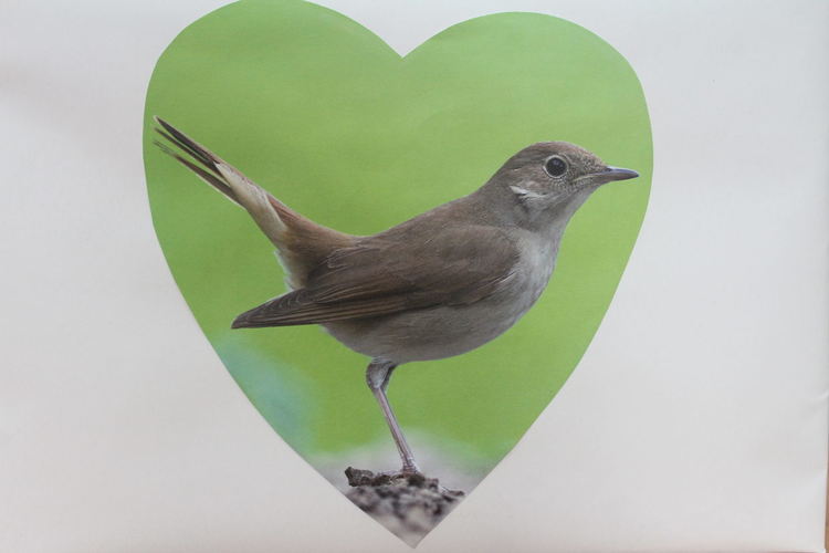 Екоинспекцията продаде всички къщички за птички от благотворителния базар само за 3 дни