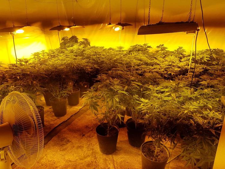 Задържаха мъж от Родопи и още двама заради оранжерия с марихуана