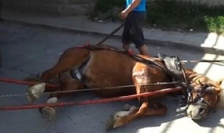 Местен каубой заряза коня си пред кръчма, блъскат добичето 