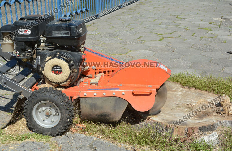 Изрязват пъновете на премахнатите тополи край реката в Хасково