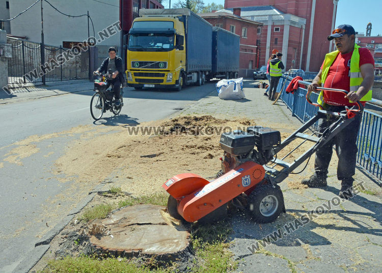 Изрязват пъновете на премахнатите тополи край реката в Хасково