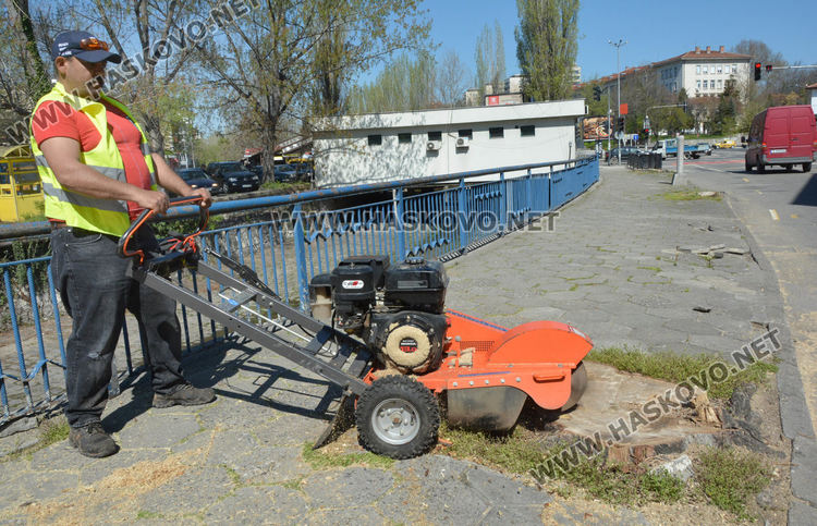 Изрязват пъновете на премахнатите тополи край реката в Хасково