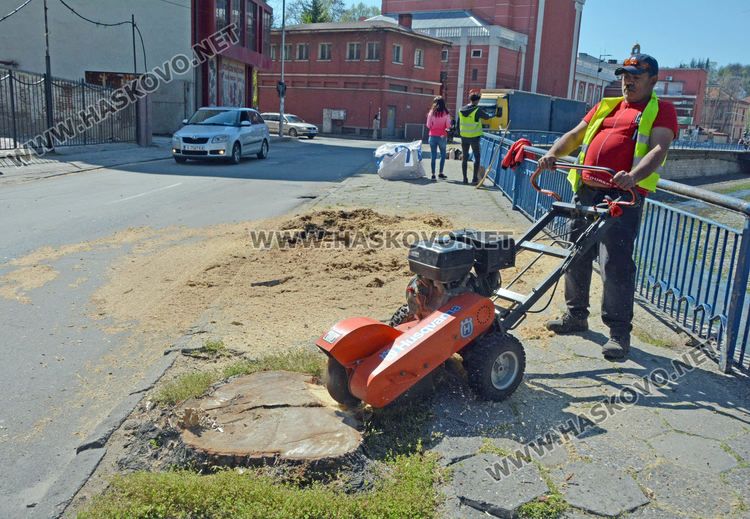 Изрязват пъновете на премахнатите тополи край реката в Хасково
