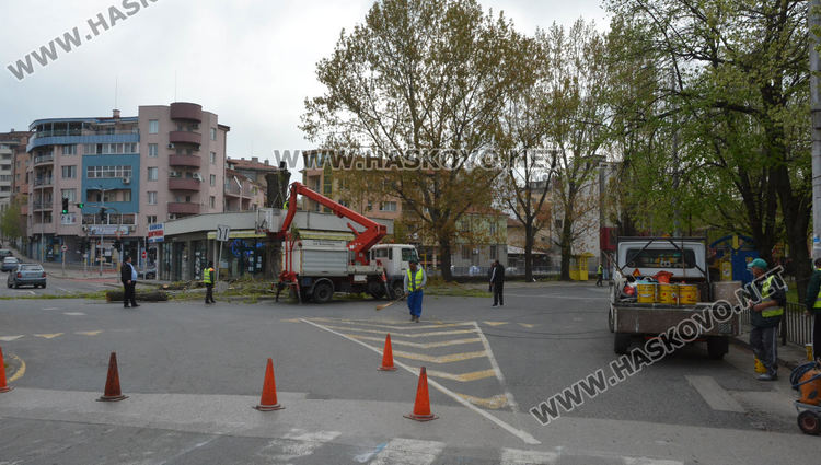Изрязаха прогнили в основите си тополи край реката в Хасково