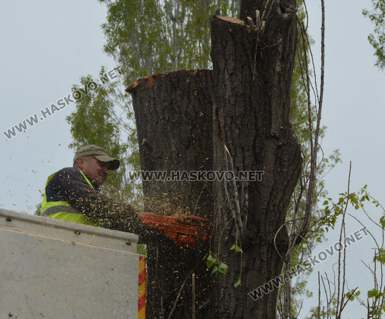 Изрязаха прогнили в основите си тополи край реката в Хасково