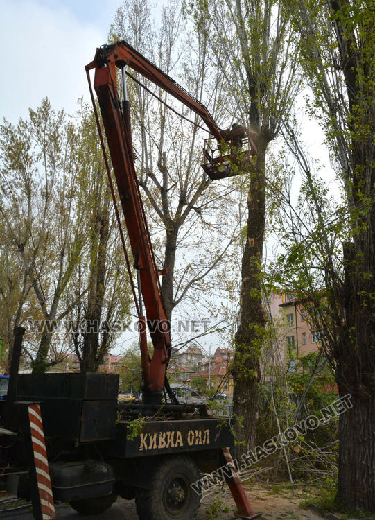 Изрязаха прогнили в основите си тополи край реката в Хасково