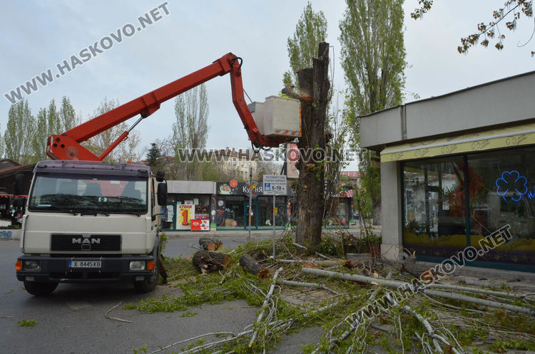 Изрязаха прогнили в основите си тополи край реката в Хасково