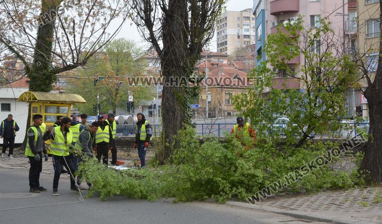Изрязаха прогнили в основите си тополи край реката в Хасково