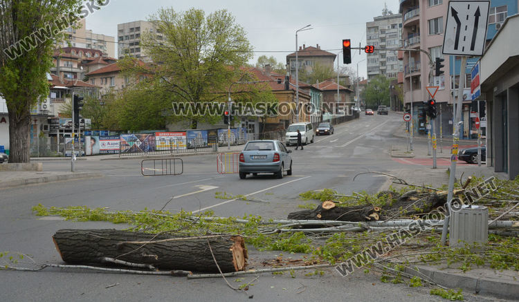 Изрязаха прогнили в основите си тополи край реката в Хасково
