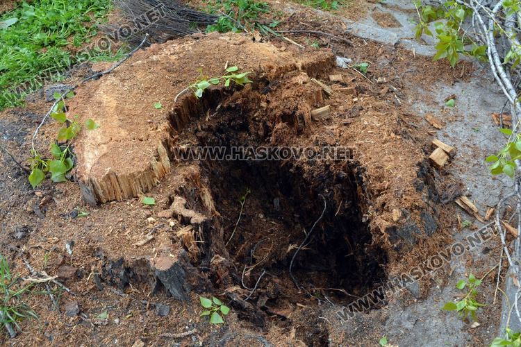 Изрязаха прогнили в основите си тополи край реката в Хасково