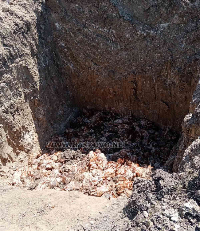 снимки от хора от селото с още незаровените трупове на умъртвените кокошки