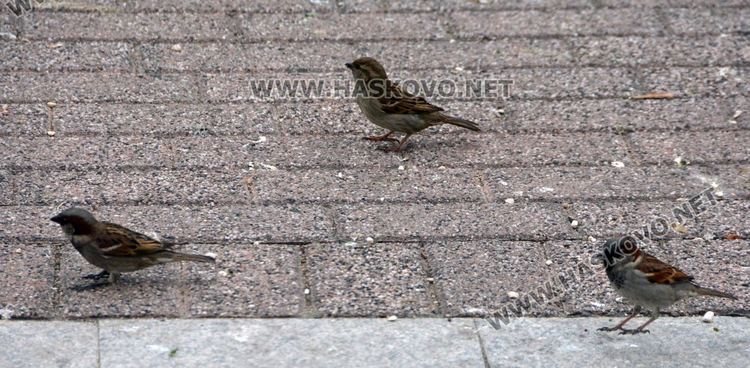 Врабчетата предпочитат къщите с дворове пред селските площади