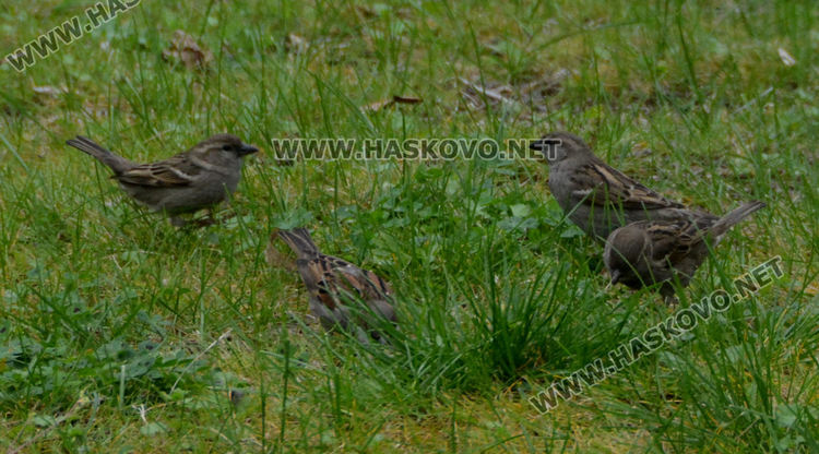 Врабчетата предпочитат къщите с дворове пред селските площади