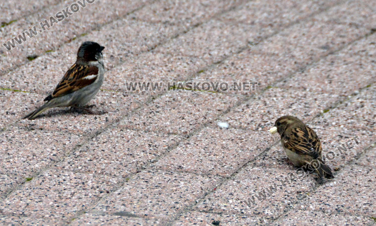 Врабчетата предпочитат къщите с дворове пред селските площади