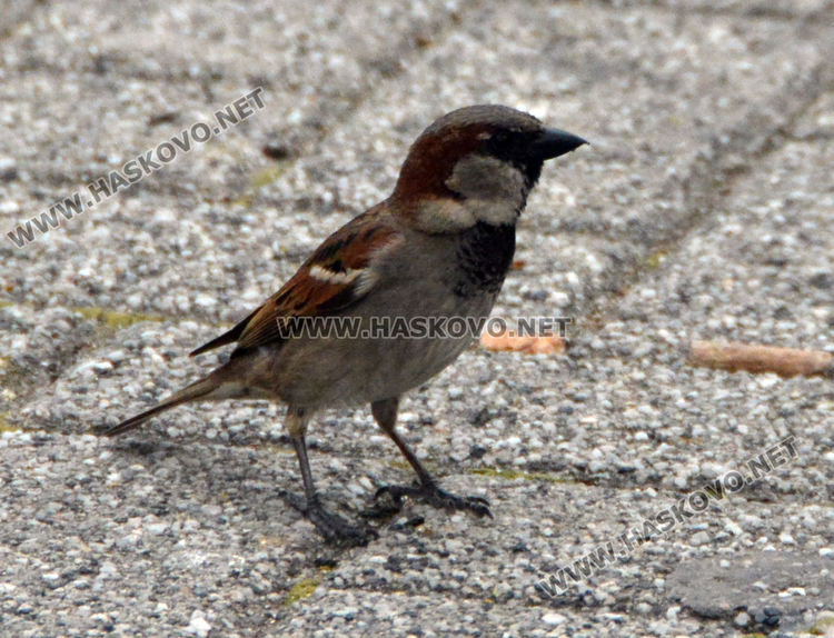 Врабчетата предпочитат къщите с дворове пред селските площади
