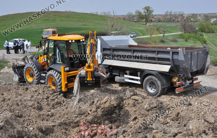 Изровиха загробените с Инфлуенца кокошки край Малево