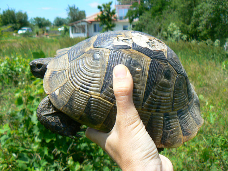 Младеж изгорил 13 костенурки