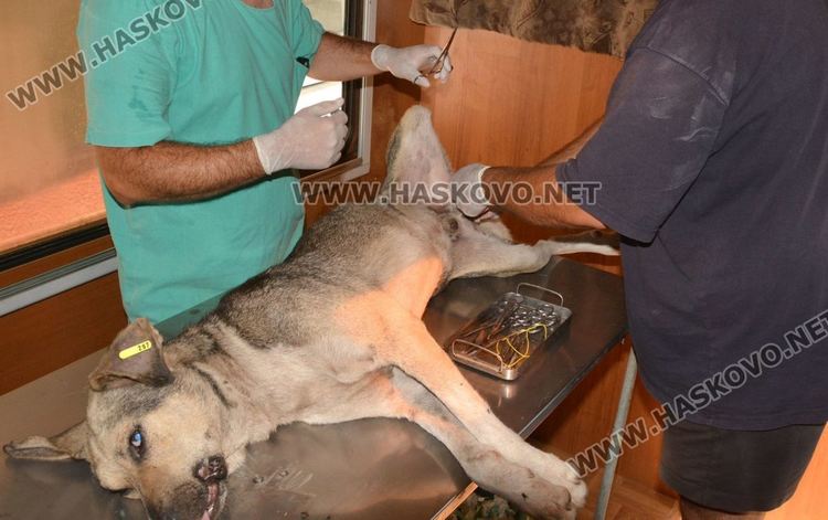 Търсят лекар, ветеринарен лекар и медицинска сестра 