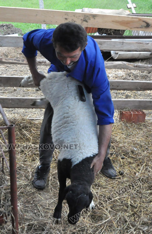 Липсата на внос повиши агнешката мръвка за Гергьовден
