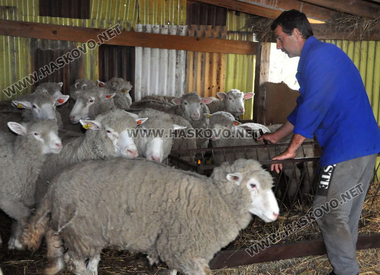 Липсата на внос повиши агнешката мръвка за Гергьовден