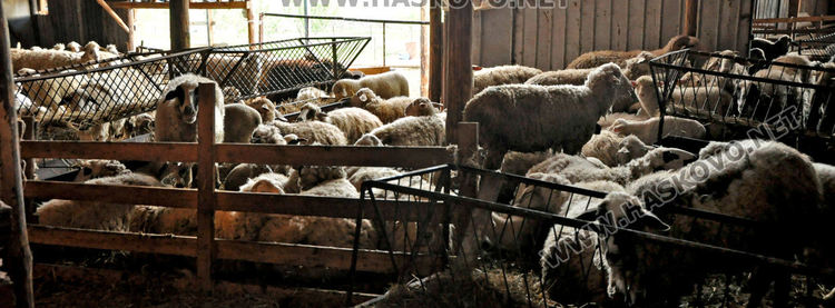 Липсата на внос повиши агнешката мръвка за Гергьовден