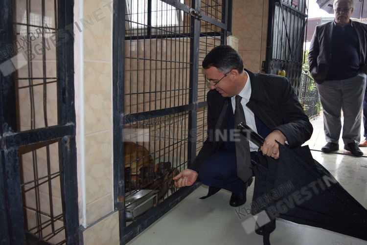 Кметът кани на среща защитници на животните за ограничаване популацията на кучетата