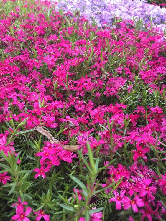 Предимно слънчево и без валежи