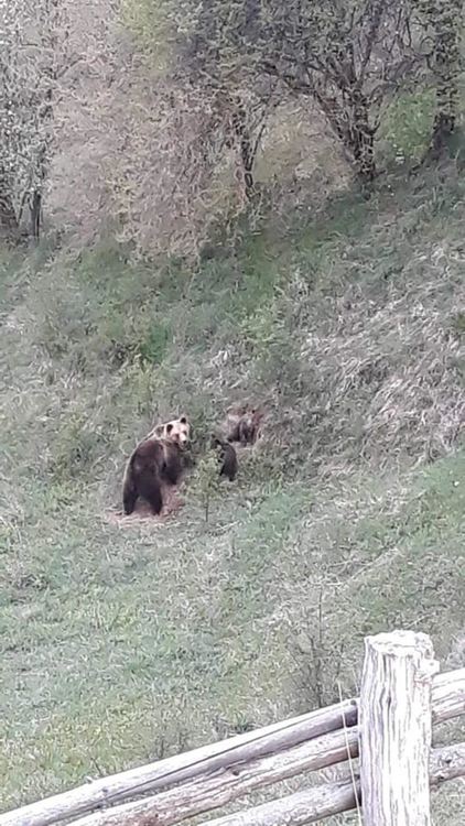 снимка фб, Могилица Днес, Росен Инджов