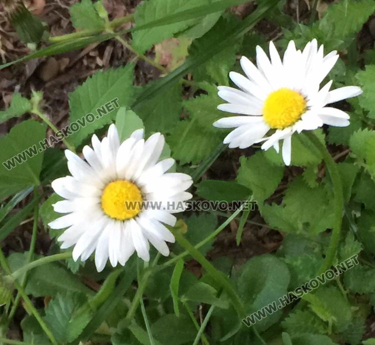 Предимно слънчево и без валежи