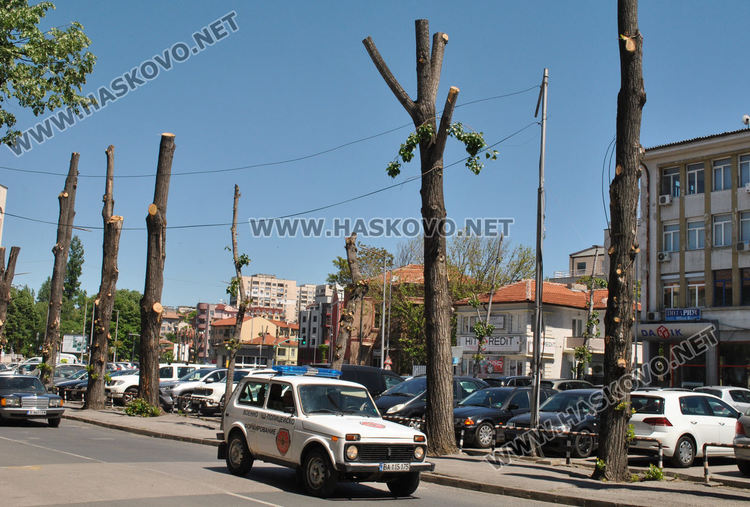 Еколог: Окастрените до ствол тополи няма да загинат, даже се разлистват