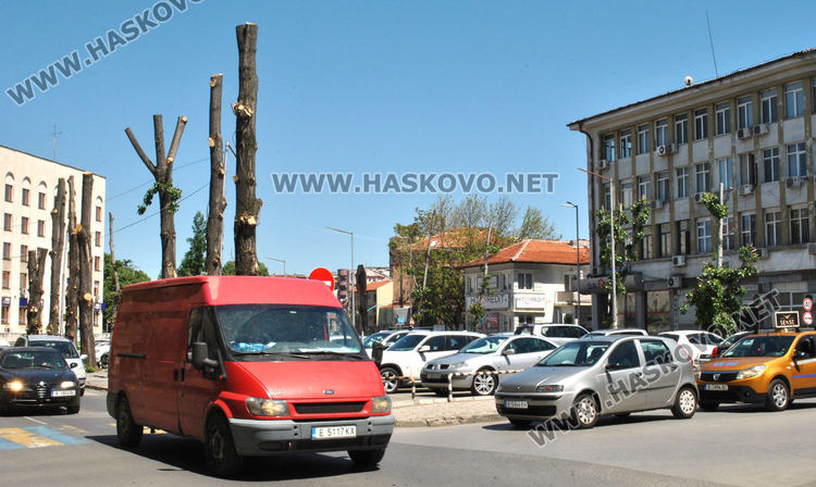 Еколог: Окастрените до ствол тополи няма да загинат, даже се разлистват