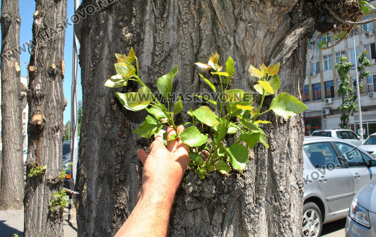 Еколог: Окастрените до ствол тополи няма да загинат, даже се разлистват