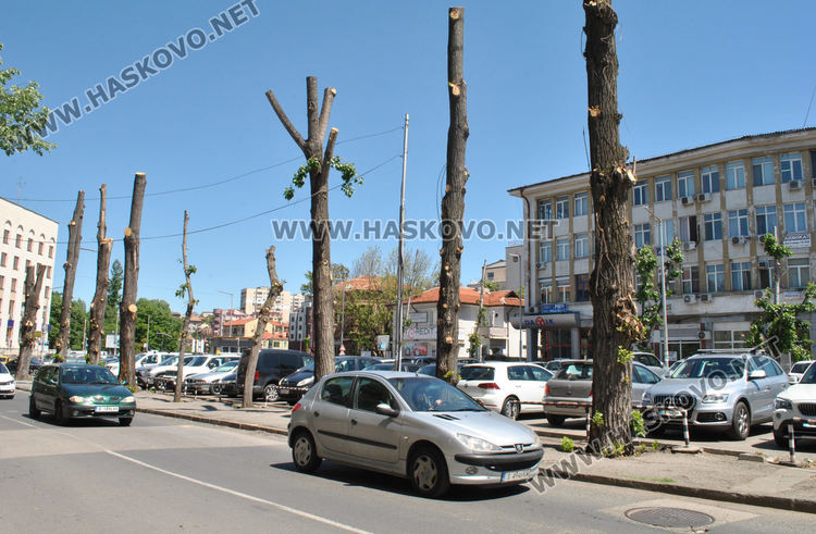 Еколог: Окастрените до ствол тополи няма да загинат, даже се разлистват